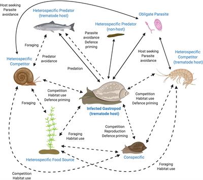 Parasite-Modified Chemical Communication: Implications for Aquatic Community Dynamics